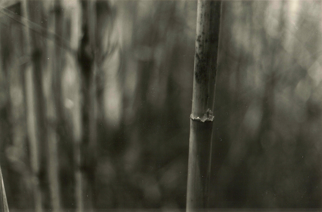 Bambus | Plakater-posters-kunsttryk, Fotografier | Rafael Guerrero Céspedes | Beauton Art Gallery plakater-posters-kunsttryk, fotografier, æstetiske, minimalistiske, monokrome, still-life, botanik, stemninger, natur, årstider, beige, sorte, grå, fotos, abstrakte-former, atmosfære, sort-hvide, konceptuel, samtidskunst, mørke, dag, dekorative, have, obskurt, udendørs, planter, romantiske, former, sommer, symbolsk, rolige, træer, vilde, Køb original kunst og kunstplakater. Malerier, tegninger, limited edition kunsttryk & plakater af dygtige kunstnere.