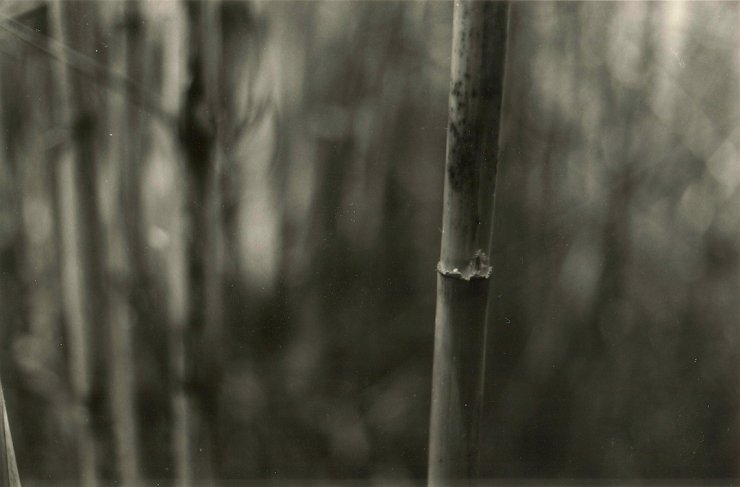 Bambus | Plakater-posters-kunsttryk, Fotografier | Rafael Guerrero Céspedes | Beauton Art Gallery plakater-posters-kunsttryk, fotografier, æstetiske, minimalistiske, monokrome, still-life, botanik, stemninger, natur, årstider, beige, sorte, grå, fotos, abstrakte-former, atmosfære, sort-hvide, konceptuel, samtidskunst, mørke, dag, dekorative, have, obskurt, udendørs, planter, romantiske, former, sommer, symbolsk, rolige, træer, vilde, Køb original kunst og kunstplakater. Malerier, tegninger, limited edition kunsttryk & plakater af dygtige kunstnere.