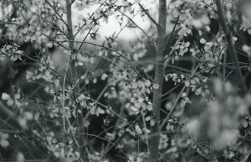Yduns woods | Plakater-posters-kunsttryk, Fotografier | Rafael Guerrero Céspedes | Beauton Art Gallery plakater-posters-kunsttryk, fotografier, æstetiske, landskab, monokrome, still-life, botanik, stemninger, natur, årstider, sorte, grå, hvide, fotos, atmosfære, smukke, sort-hvide, samtidskunst, dekorative, bondegård, blomster, skov, vandret, kærlighed, naturlig, naturealistiske, nordisk, udendørs, fotorealistisk, realisme, romantiske, forår, rolige, træer, underlig, vilde, Køb original kunst og kunstplakater. Malerier, tegninger, limited edition kunsttryk & plakater af dygtige kunstnere.