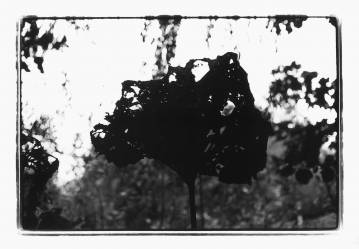 Louisiana Leaf - 40 x 50 cm. Originalfoto i et begrænset oplag på 24 af fotograf og kunstmaler Rafael Guerrero.  Fotografiet er analogt og fremkaldt i hånden og der vil derfor forekomme mindre variationer.