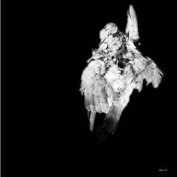 Roadkill, Edition 1/10 - 50 x 50. Et fotografi af fotograf Miss Holm. sort hvid fugl æstetisk, stilrent, smukke, kunst fotografier til salg - online moderne kunst