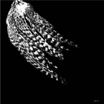 Roadkill #3 - 50 x 50. Et fotografi af fotograf Miss Holm. sort hvid fugl æstetisk, stilrent, smukke, kunst fotografier til salg - online moderne kunst