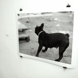 plakater-posters-kunsttryk, fotografier, ekspressionistiske, figurative, monokrome, portræt, dyreliv, hverdagsliv, humor, bevægelse, kæledyr, beige, sorte, fotos, sjove, sort-hvide, samtidskunst, sød, dag, dekorative, hunde, moderne-kunst, nordisk, udendørs, plakater, flotte, skandinavisk, silhuet, gader, urban, levende, Køb original kunst og kunstplakater. Malerier, tegninger, limited edition kunsttryk & plakater af dygtige kunstnere.